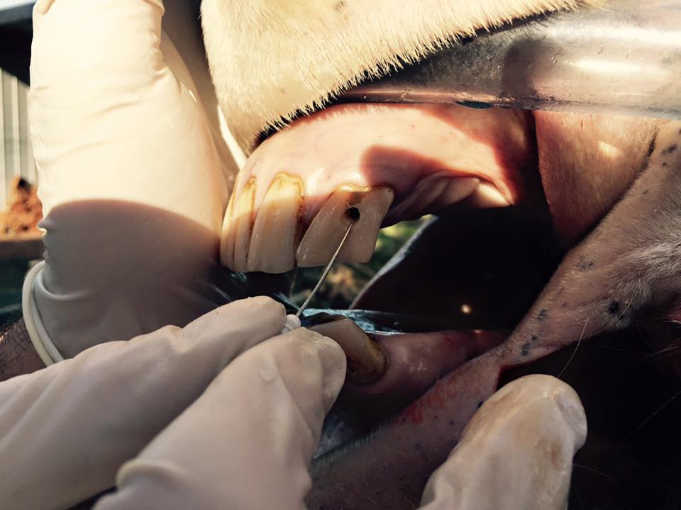 Rootcanal