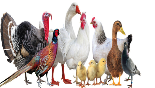 Poultry & Birds